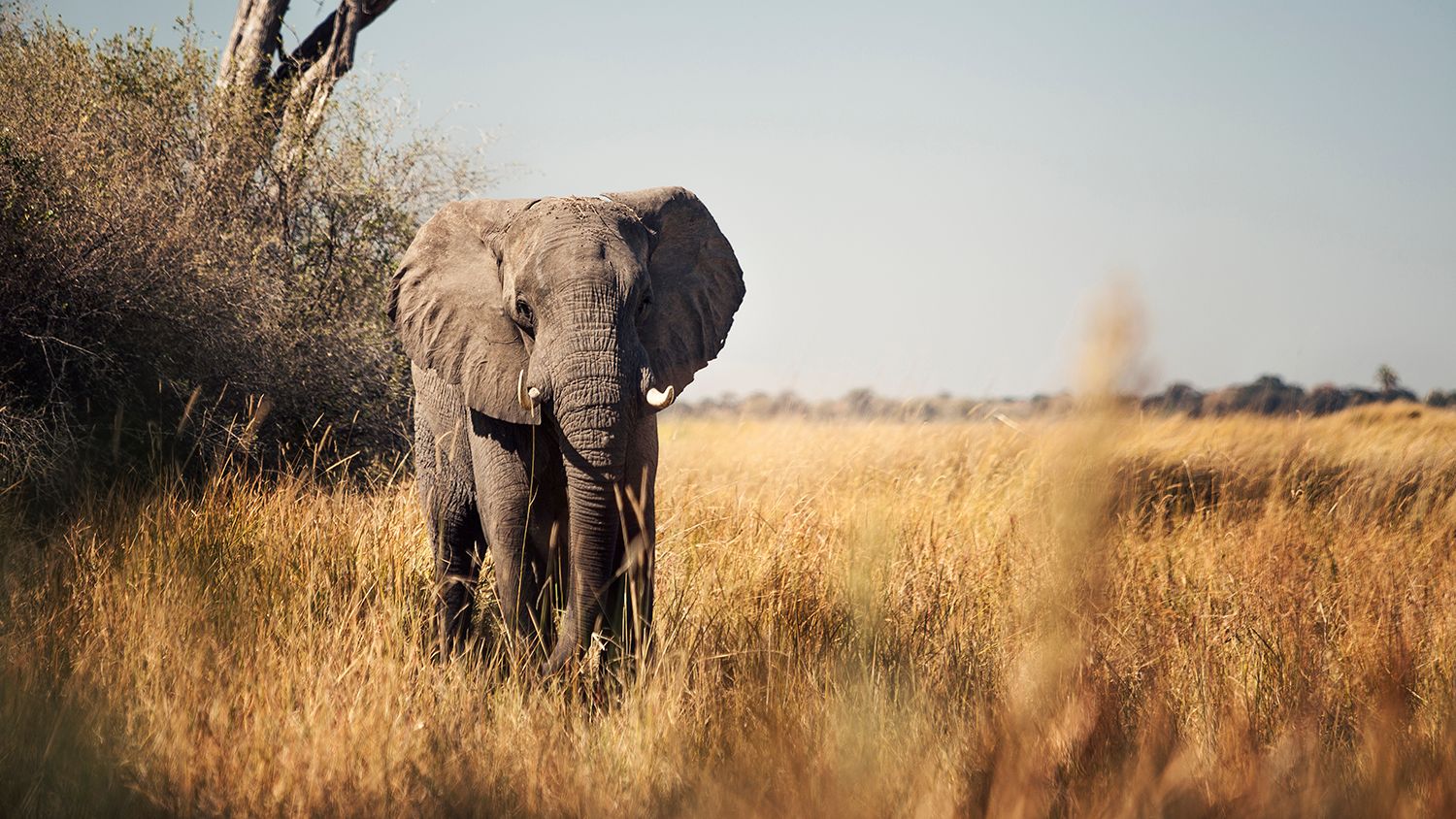 African elephant stands majestically in golden savanna grasslands.