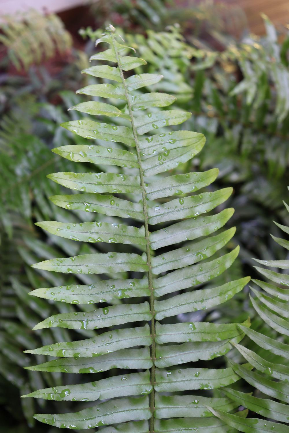 Close-up of wet fern leaves with water droplets in natural light.