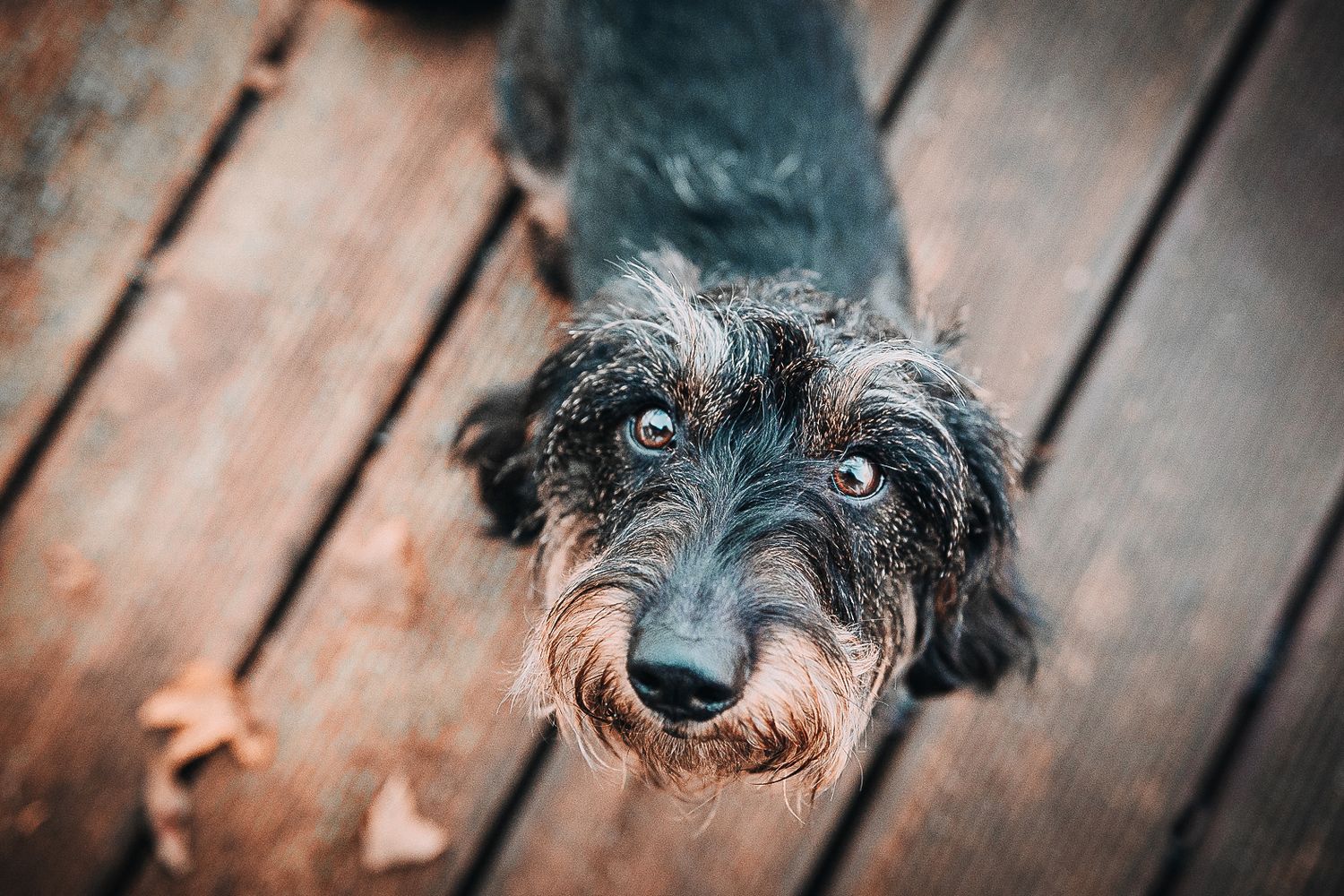 Hundefotografie, Dackel, Schleswig-Holstein