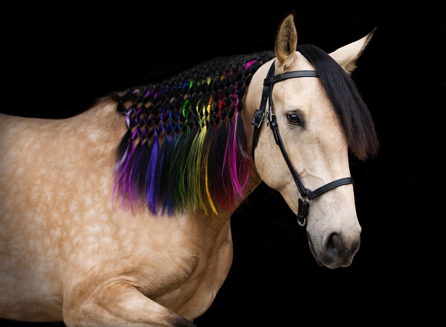 buckskin lusitano. horse braided in rainbow part of lgbt pride collection  captured by q2 photography
