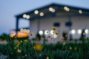 Blurred bokeh lights over a field of yellow dandelions at dusk.