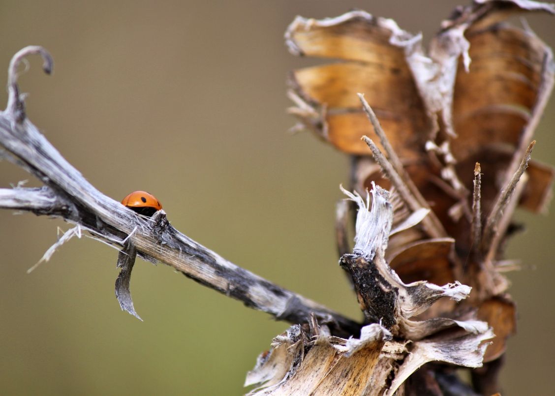 Ladybug on a Stem