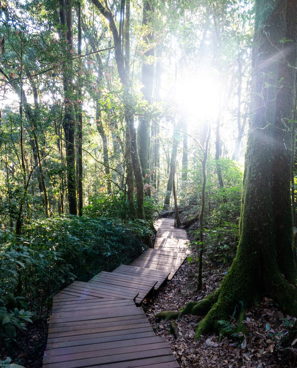 Sunlit wooden boardwalk winds through lush green forest with streaming rays of light.