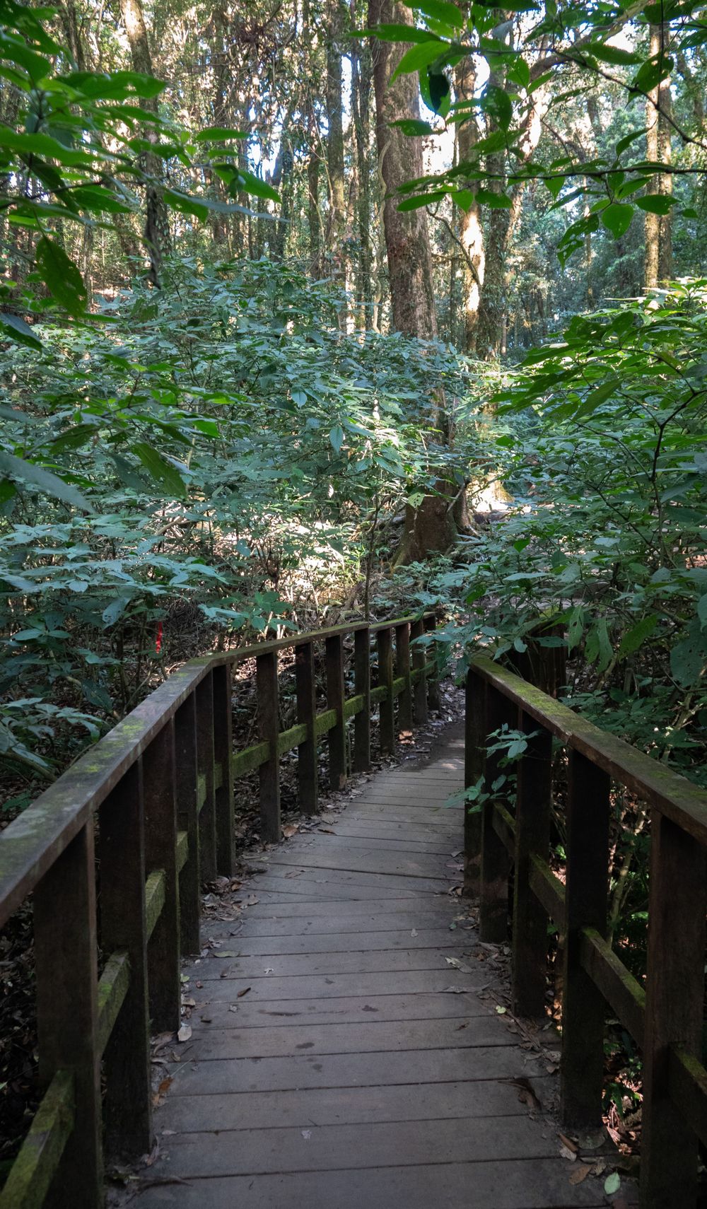 Wooden boardwalk trail meanders through dense Pacific Northwest forest undergrowth.