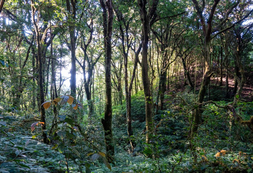 Sunlight filters through dense forest canopy creating a mystical woodland atmosphere.
