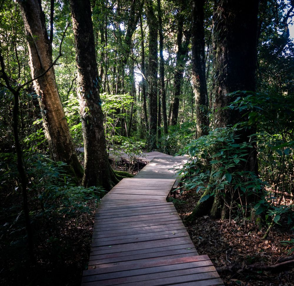 A wooden boardwalk path winds through a lush green forest with tall trees and dappled sunlight.