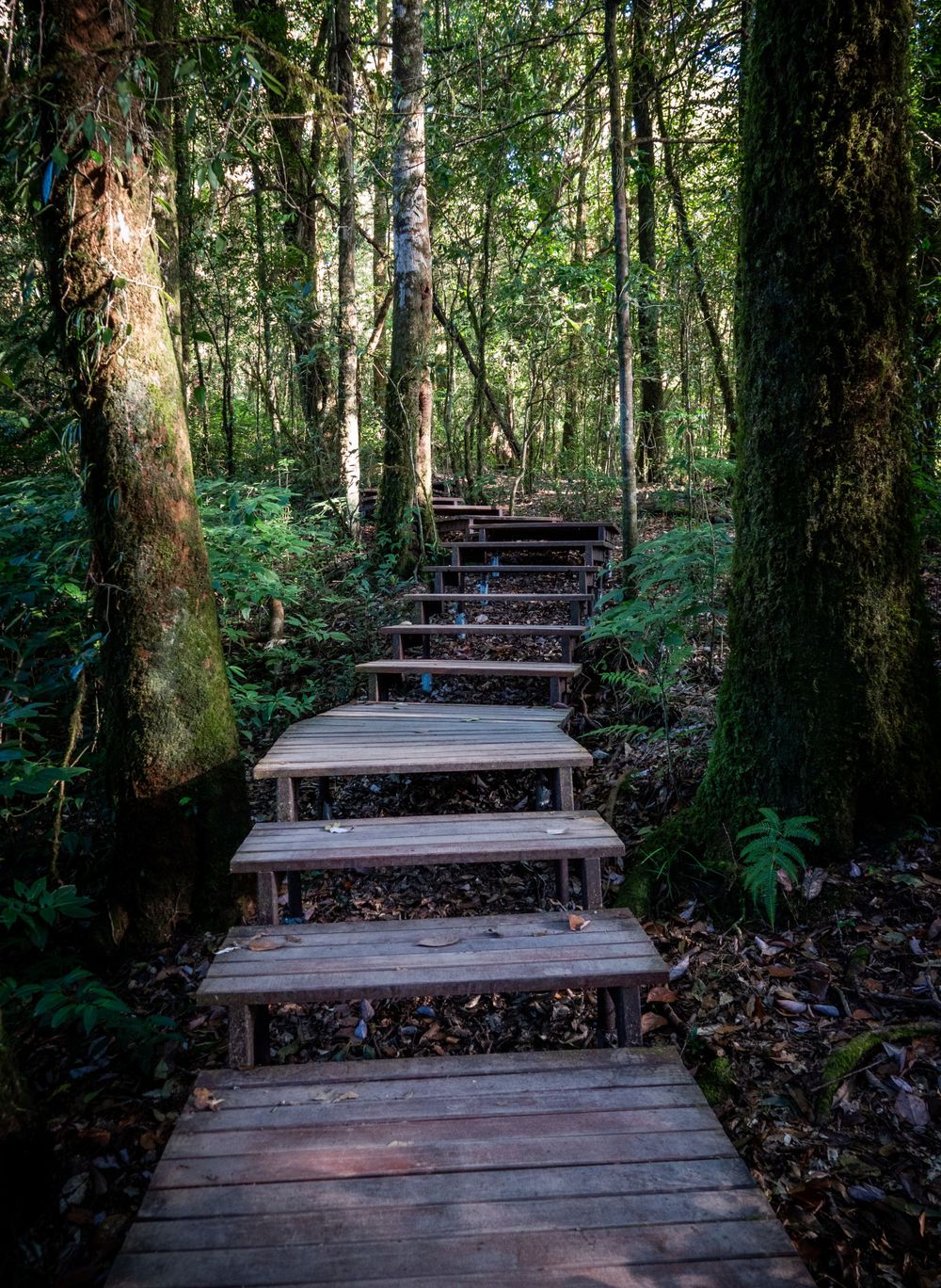 Wooden steps ascend through a mossy forest with sunlight streaming between the trees.