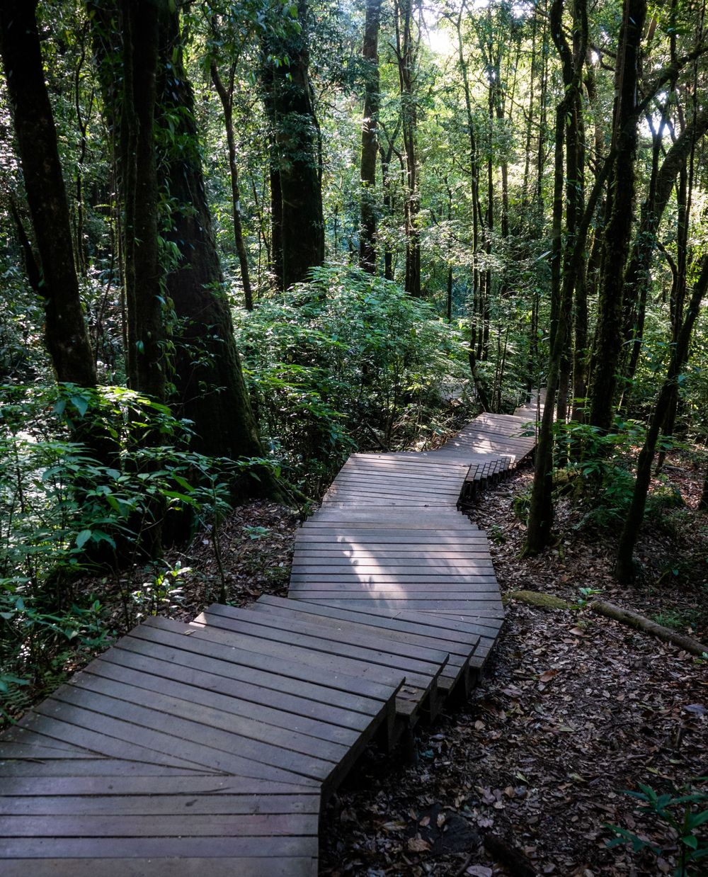A curved wooden walkway meanders through a dense forest floor covered in green vegetation.