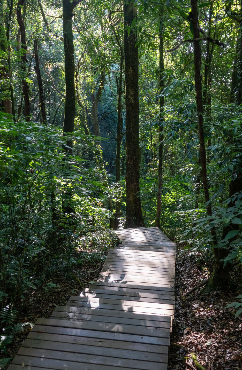 Sunbeams illuminate a wooden boardwalk cutting through dense forest undergrowth.