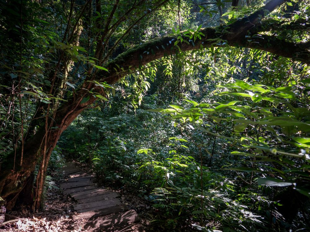 A fallen tree creates a natural arch over a dirt hiking trail in a verdant forest.