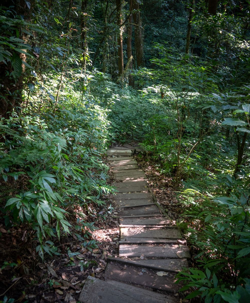 A rustic wooden pathway leads through lush green forest vegetation and fallen leaves.