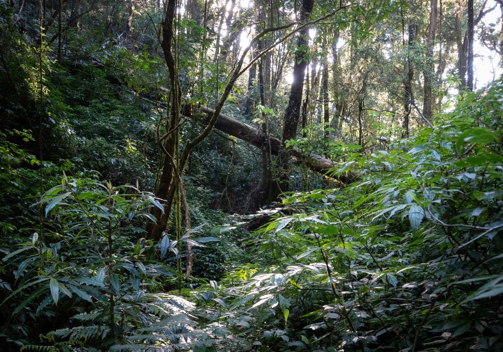 Sunlight breaks through the forest canopy illuminating dense green foliage and fallen trees.