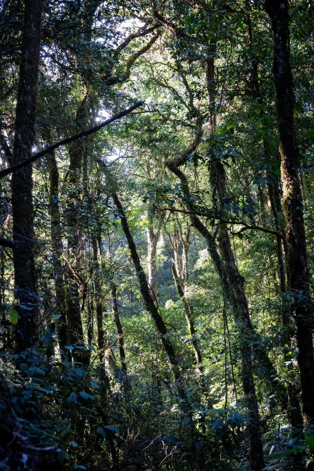 Towering trees with twisted branches create a dramatic canopy in a misty forest.