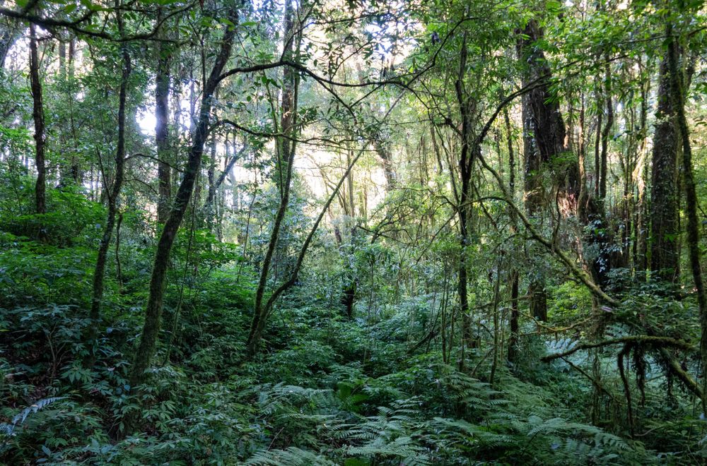 Morning light streams through a mystical forest creating an ethereal glow among the trees.