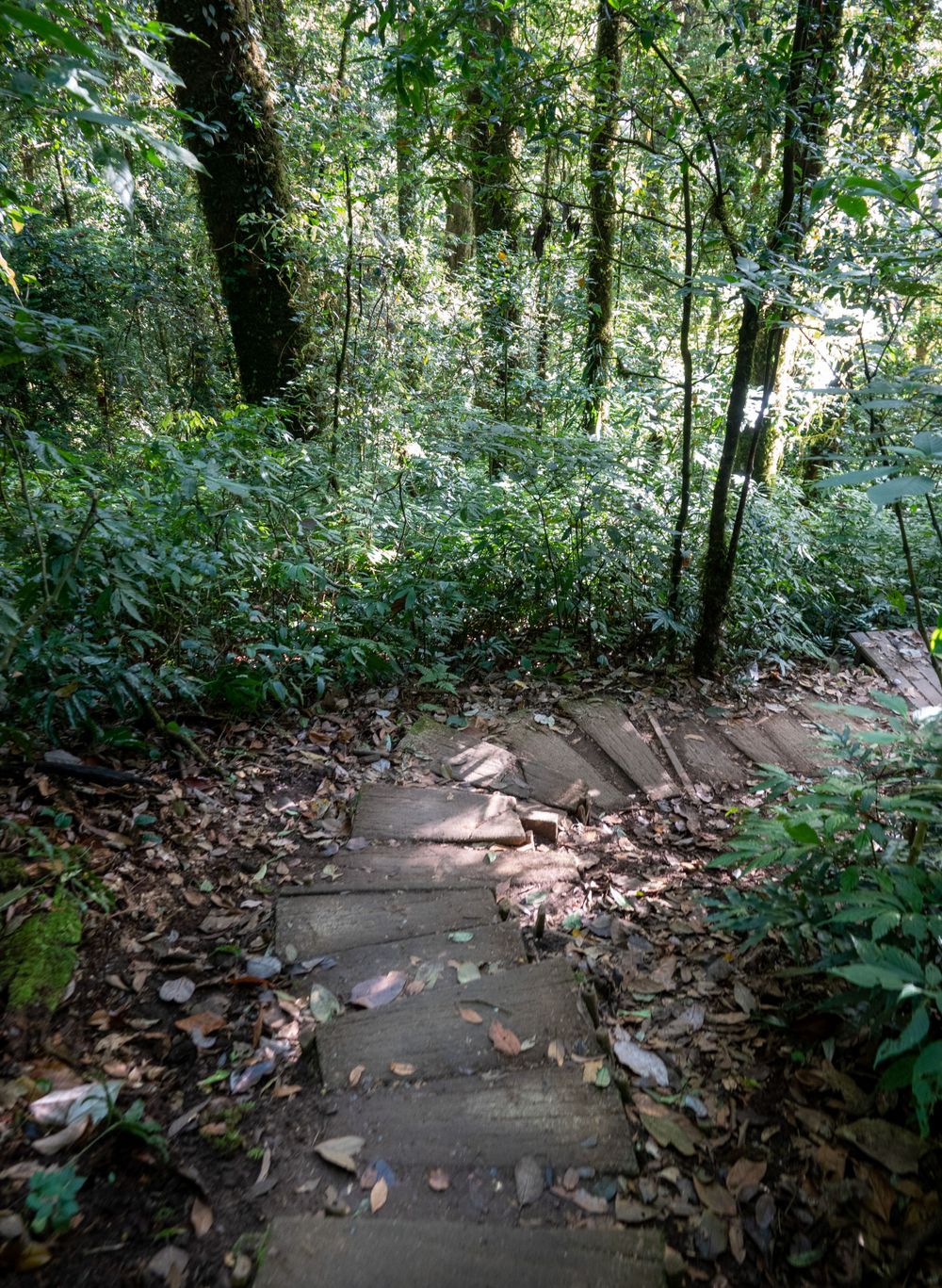 Wooden steps descend through a lush green forest with dappled sunlight filtering through the trees.