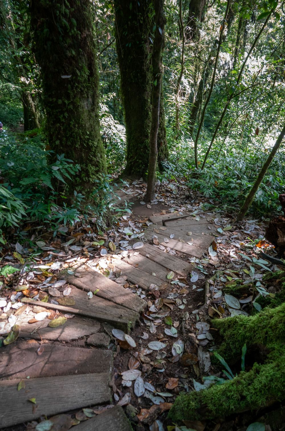 Stone and wooden steps covered in fallen leaves wind through a dense forest path.