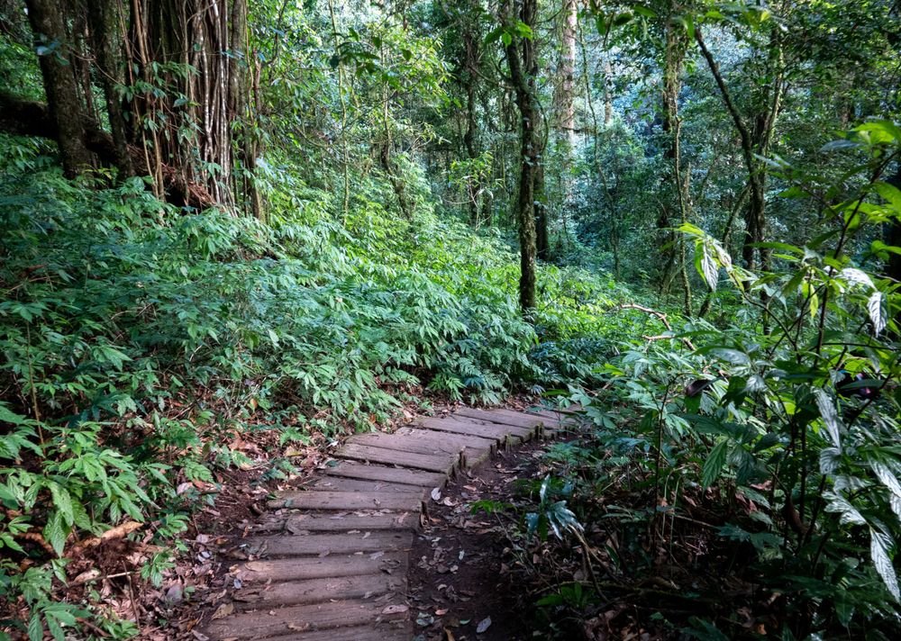 Rustic wooden boardwalk trail meanders through a verdant forest landscape.