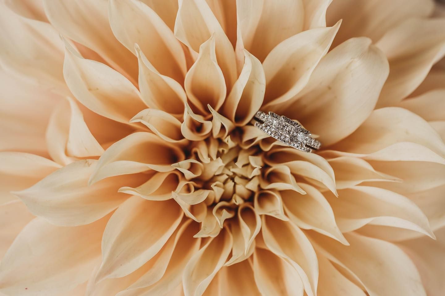 Bride's ring resting on a beautifully bloomed dahlia, symbolizing the delicate beauty of farm-grown flowers in Iowa.