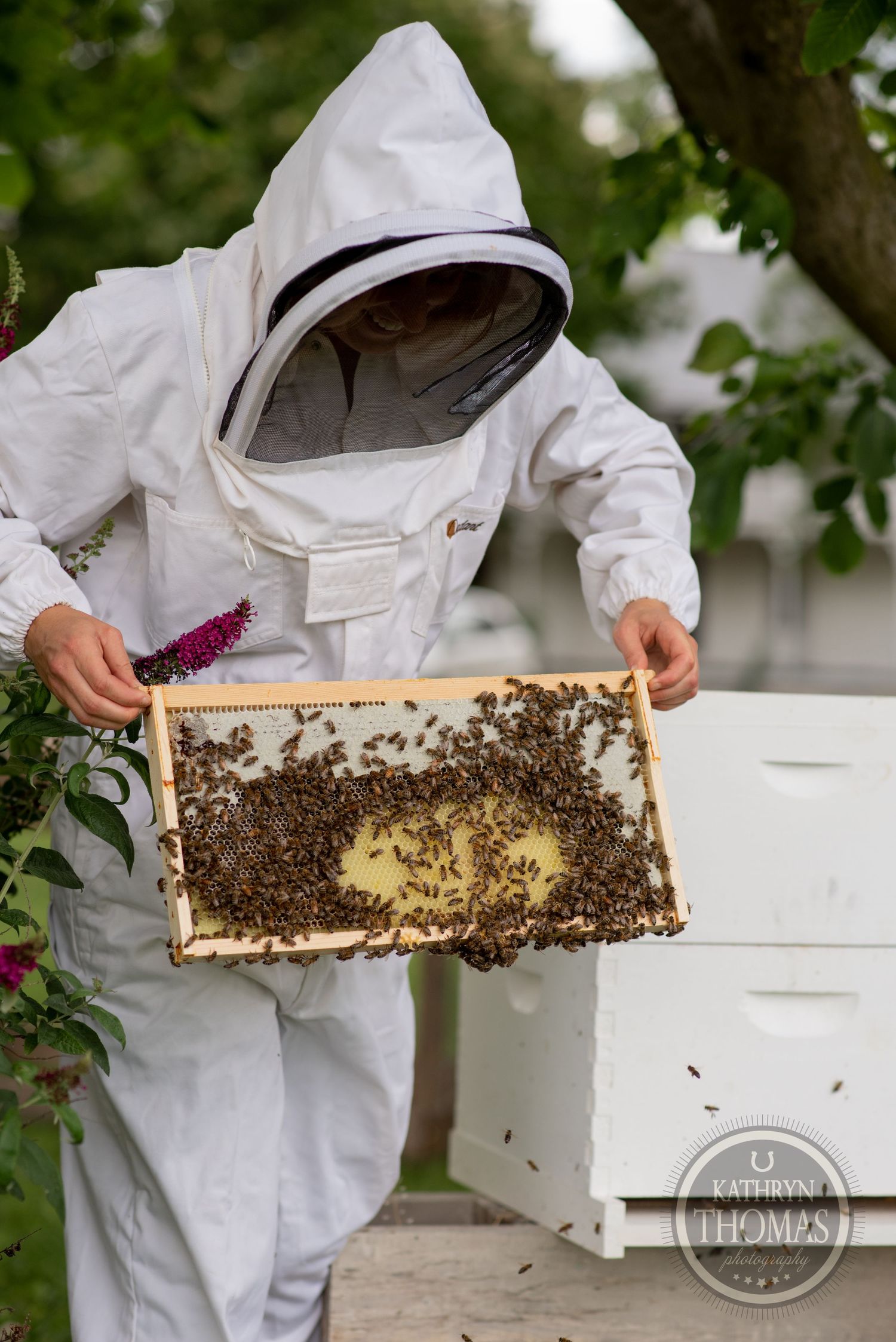 Beekeeper in white protective suit inspecting a frame of honeycomb from a hive.