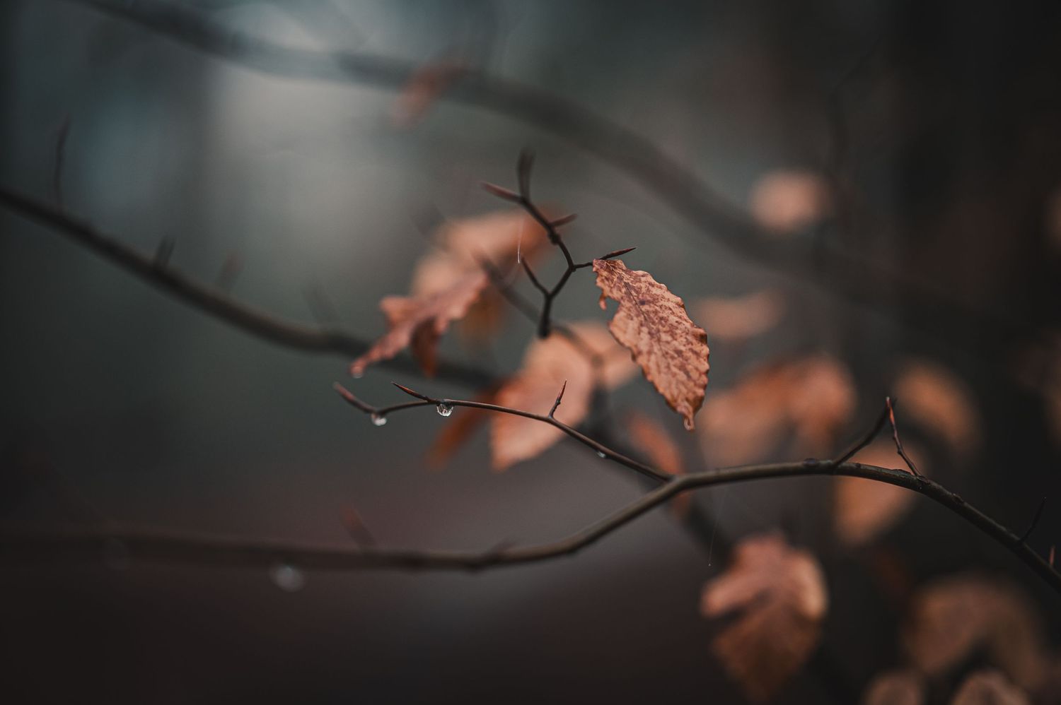 Dried autumn leaves on tree branches with soft bokeh background in muted earth tones.
