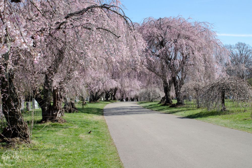 Lexington cemetery, weeping cherry trees, nature