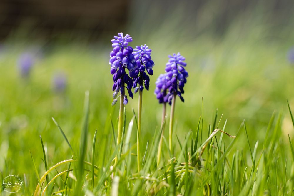 grape hyacinth, nature, flowers, purple