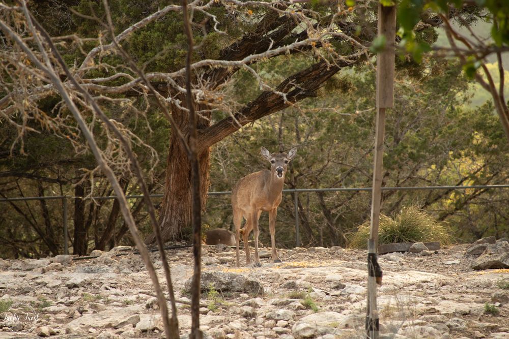 Deer, Texas, nature