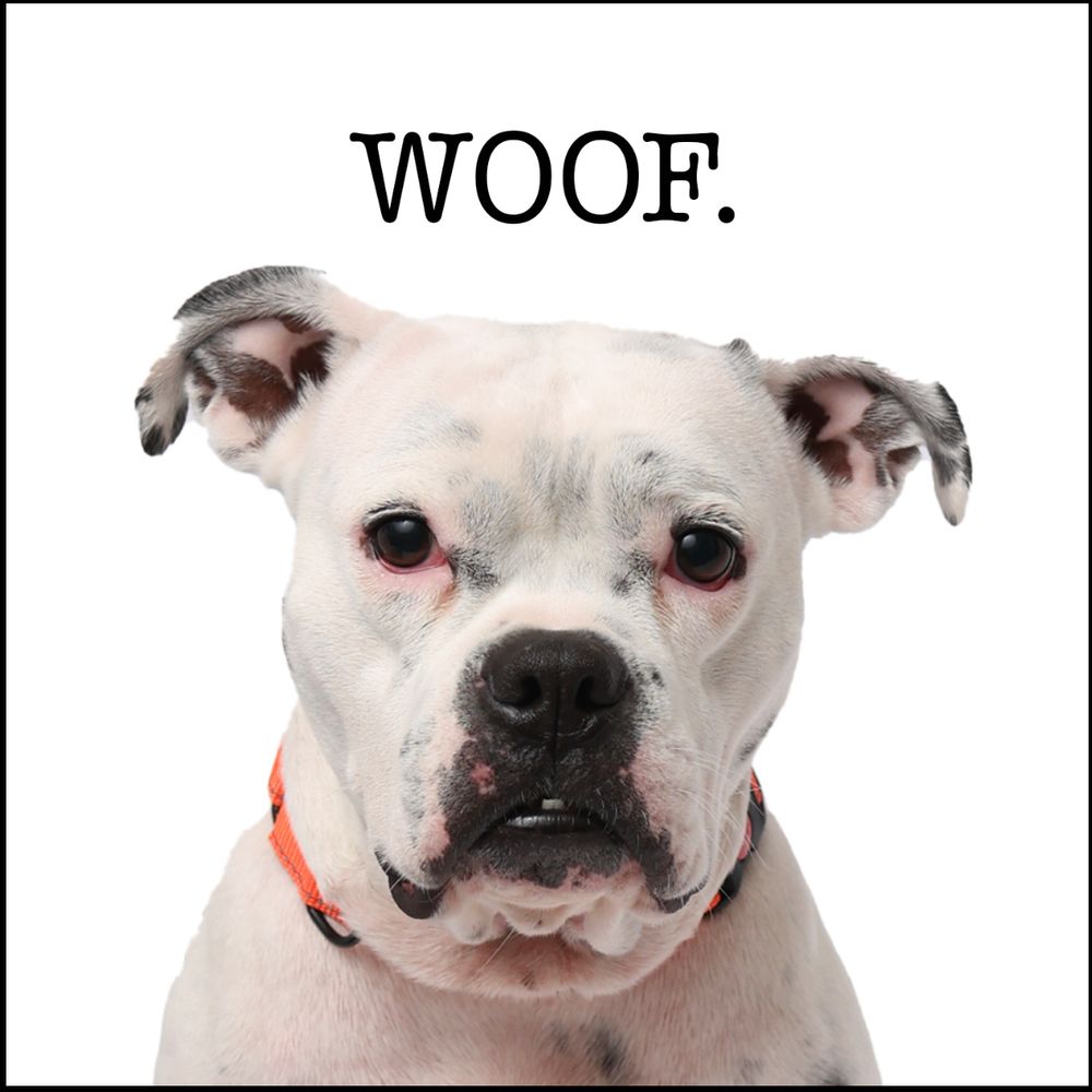 Rescue dog photography, Tucson az pet photographer