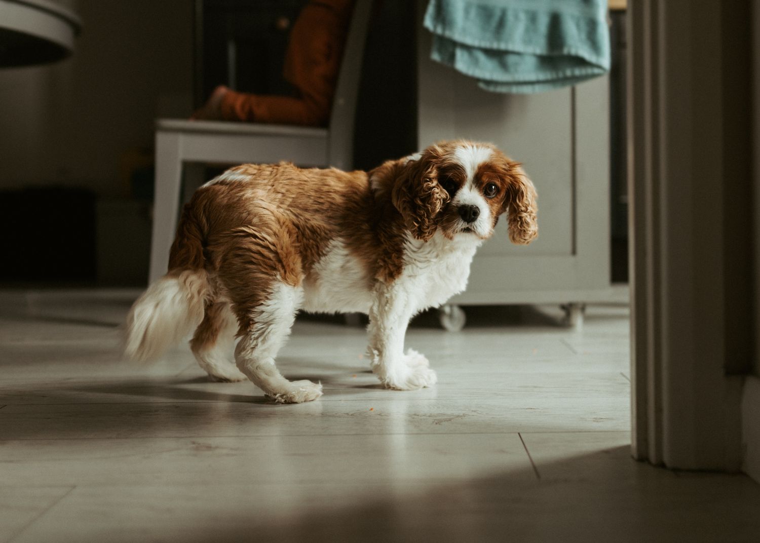 photo of dog Leeds photographer