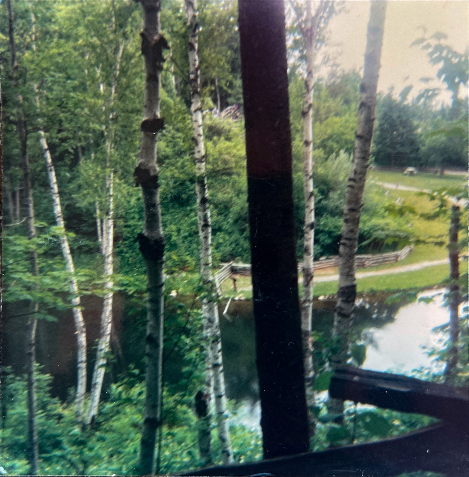 Retro square photograph of tree trunks and water taken on film