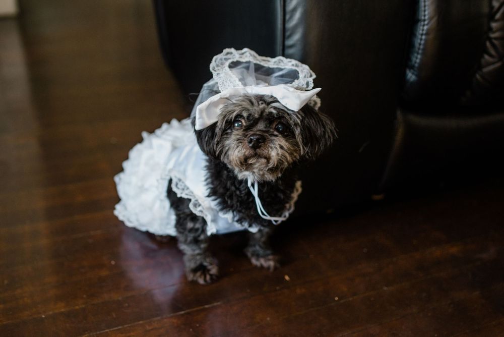dog in a wedding dress