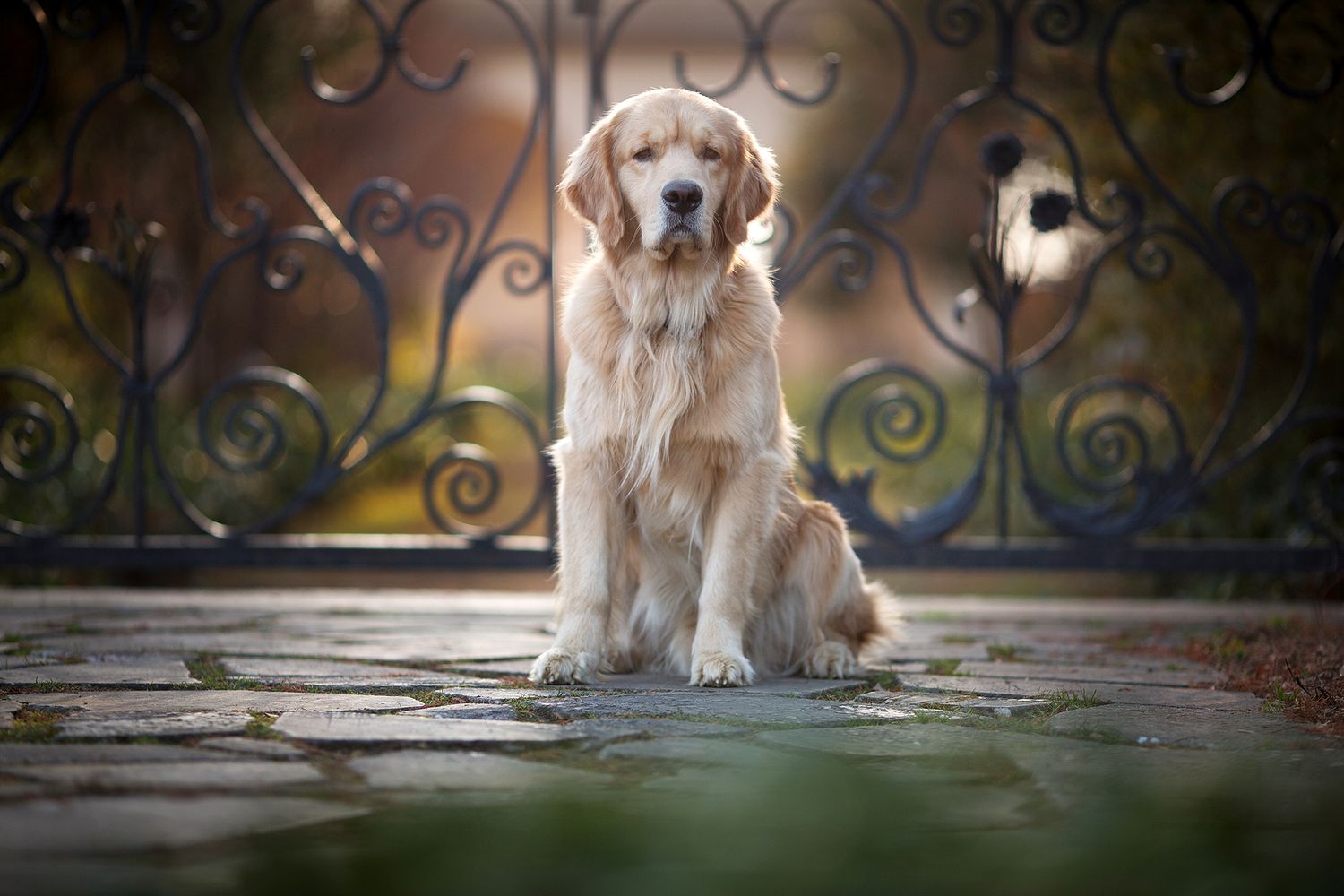 Golden retriever pet portrait at Gibraltar gardens