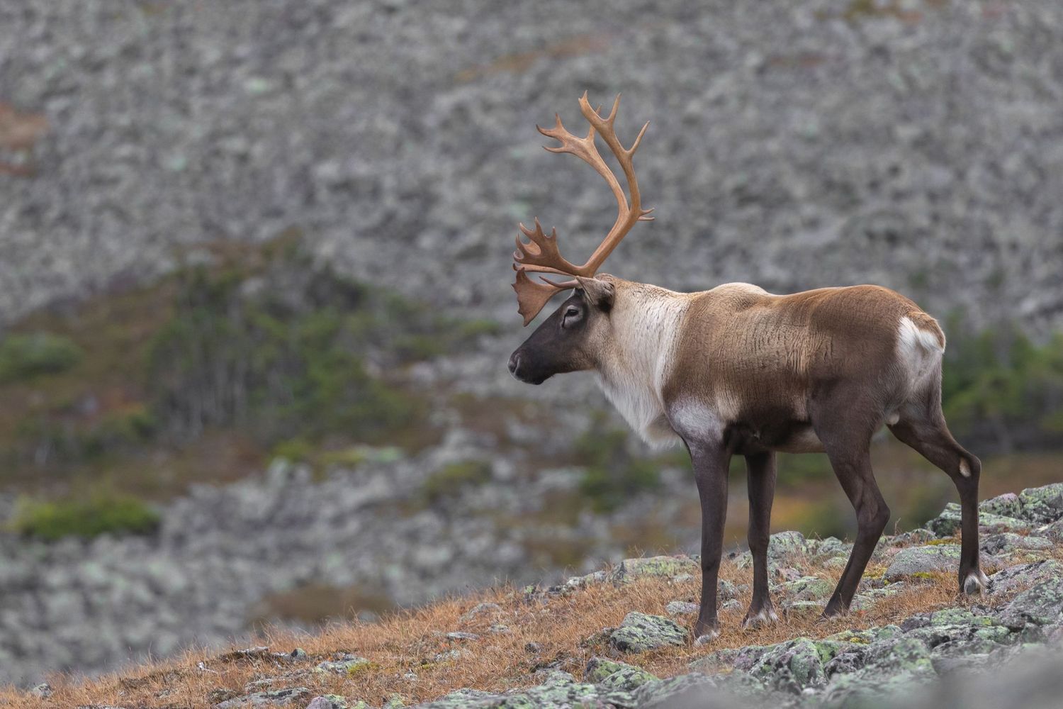Caribou de la gaspésie