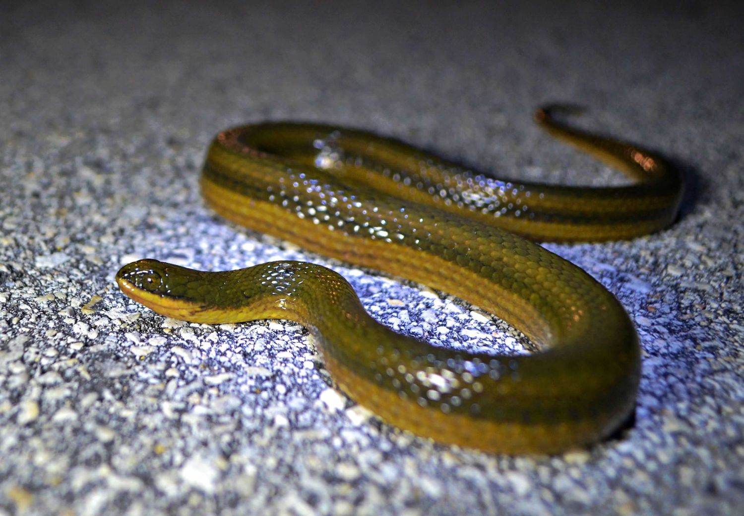 Gone herping