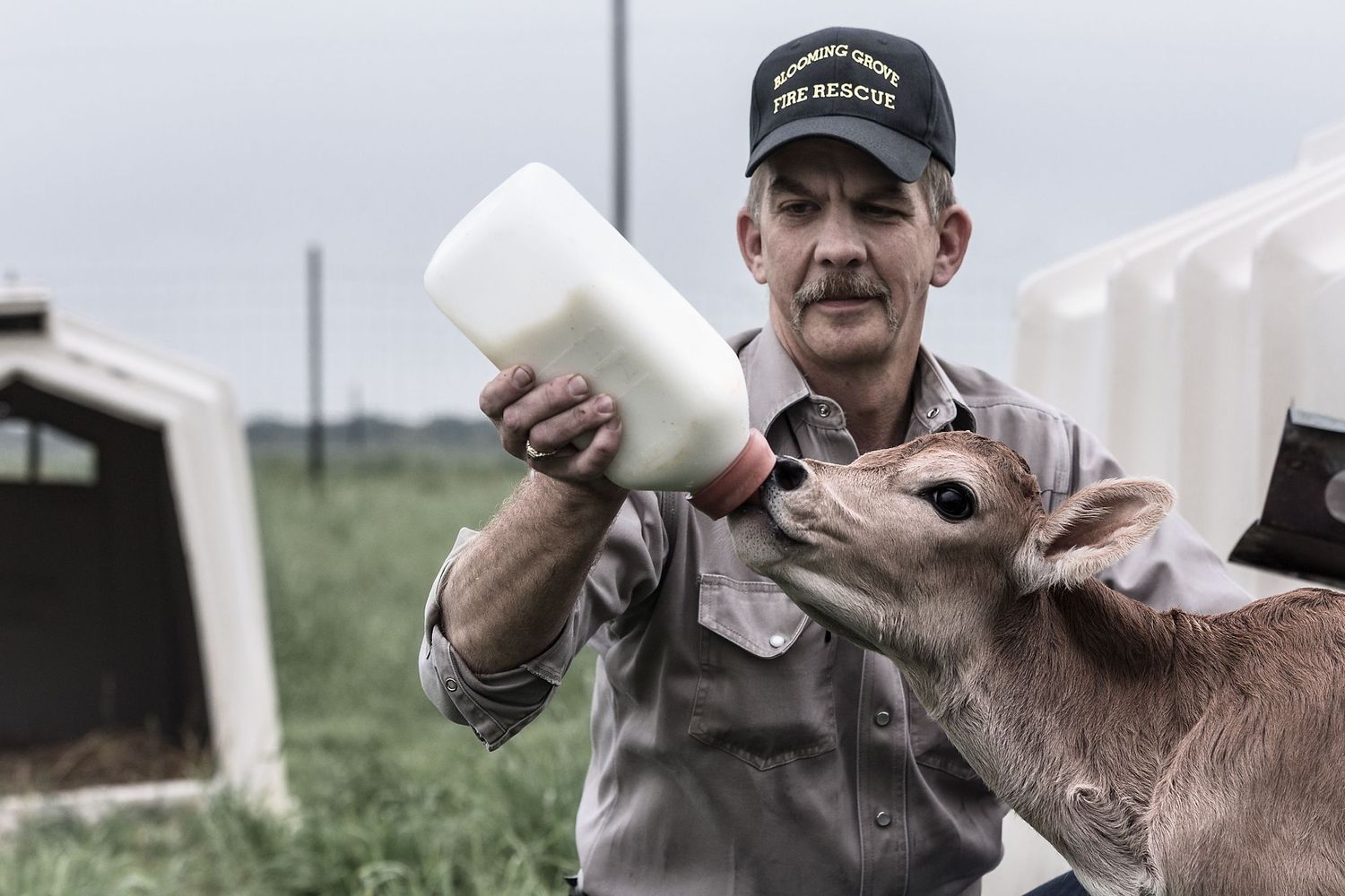 A farmer bottle feeds a young calf.