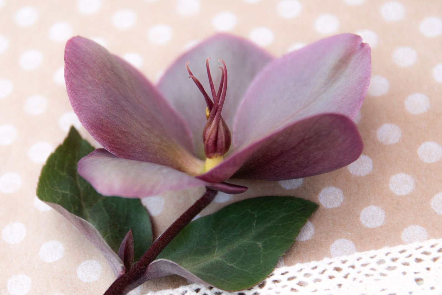 Curvy Lenten Rose