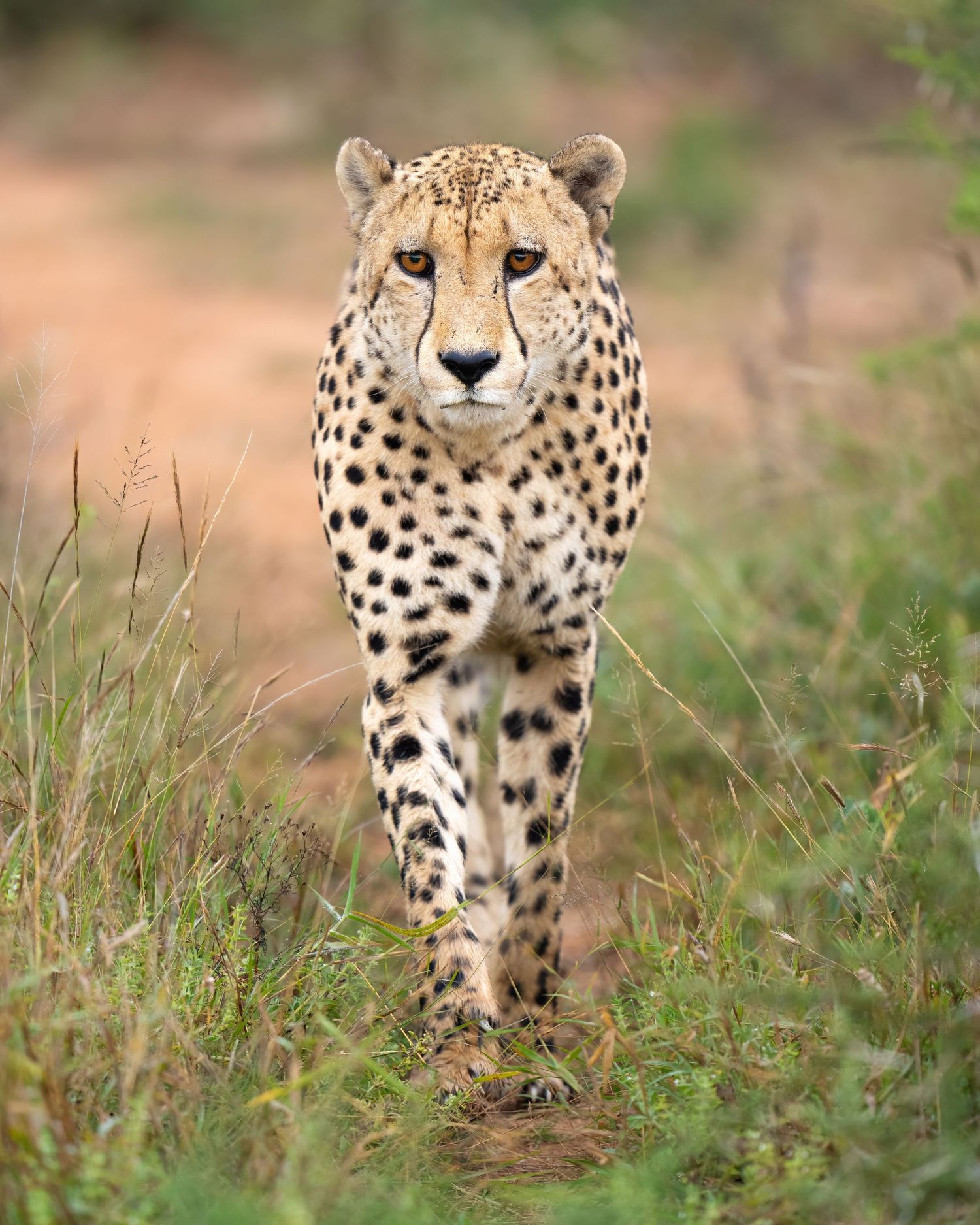 A cheetah walks through the grass, displaying its distinctive spotted coat and intense forward gaze.