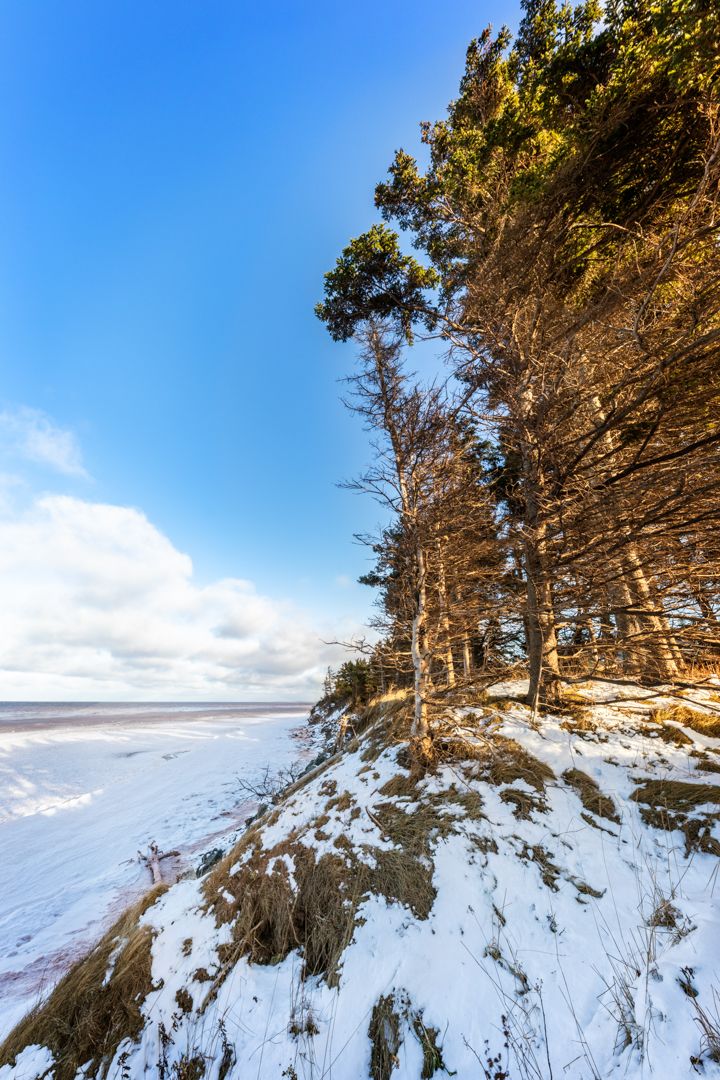 Snow-covered cliffside with tall evergreen trees against a bright blue winter sky.