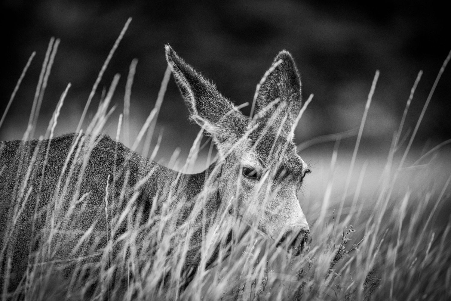 Black and white portrait of a deer peering through tall grass in dramatic lighting.