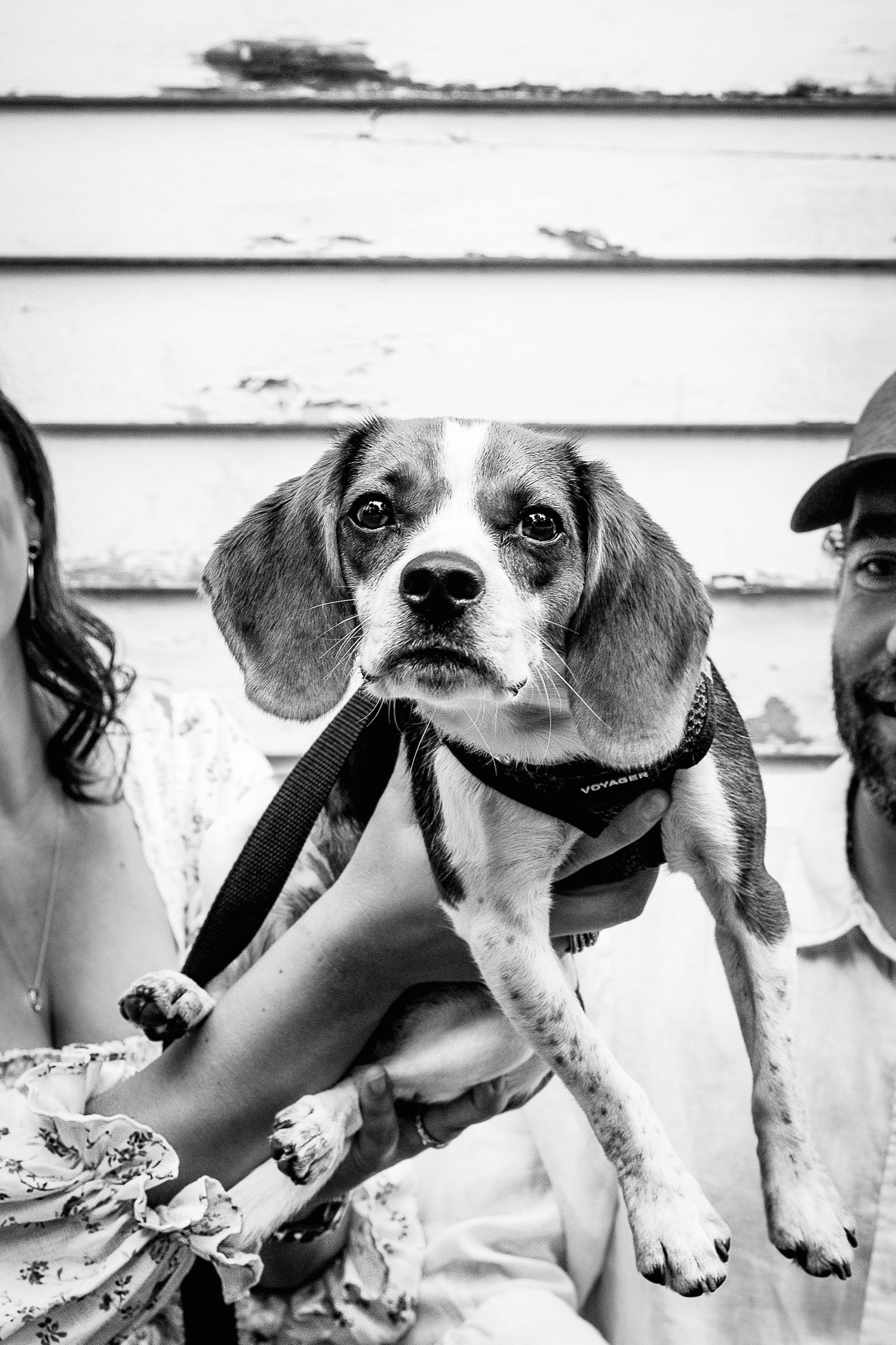 couple holding up beagle dog