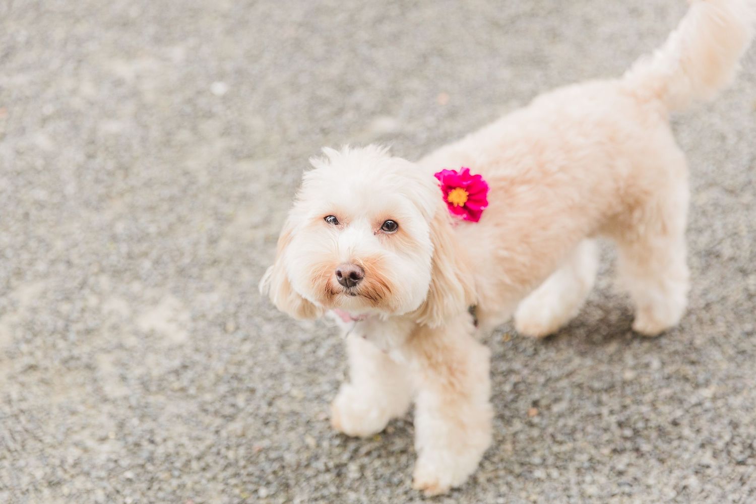 Hayley Elizabeth Photography Dogs at weddings cockerpoo in drinks reception Herefordshire luxury country home venue