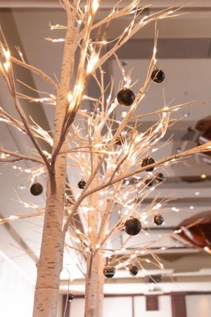 Illuminated white birch trees with twinkling lights create a magical winter wonderland display.