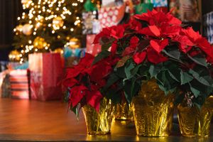 Red poinsettias in gold pots with wrapped presents and Christmas tree in background.
