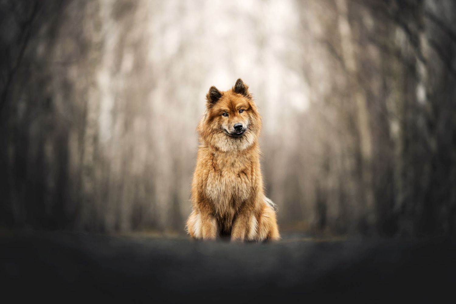 A majestic Finnish Spitz dog sits alertly in a misty forest setting with ethereal lighting.