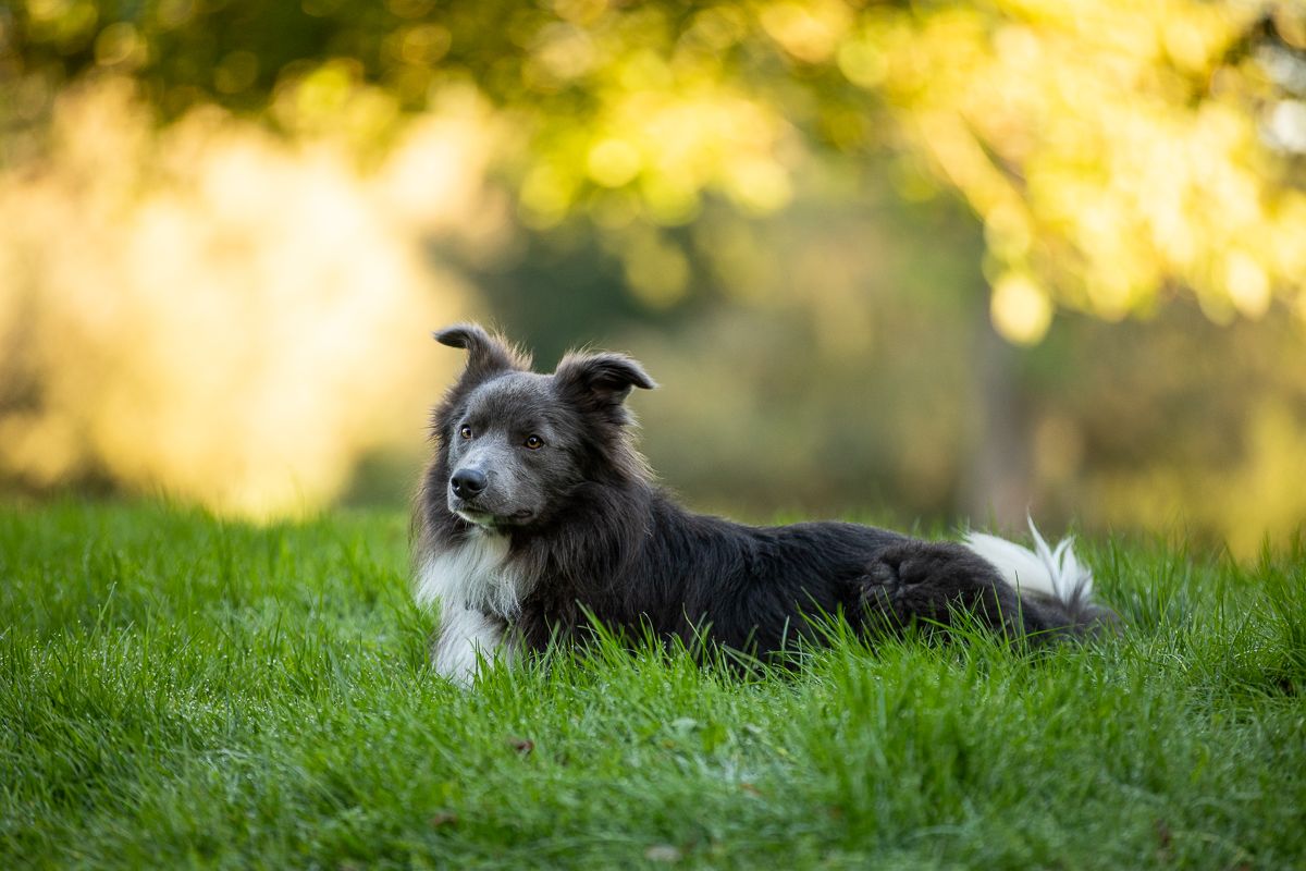 Border Collie lying on grass in golden sunlight.