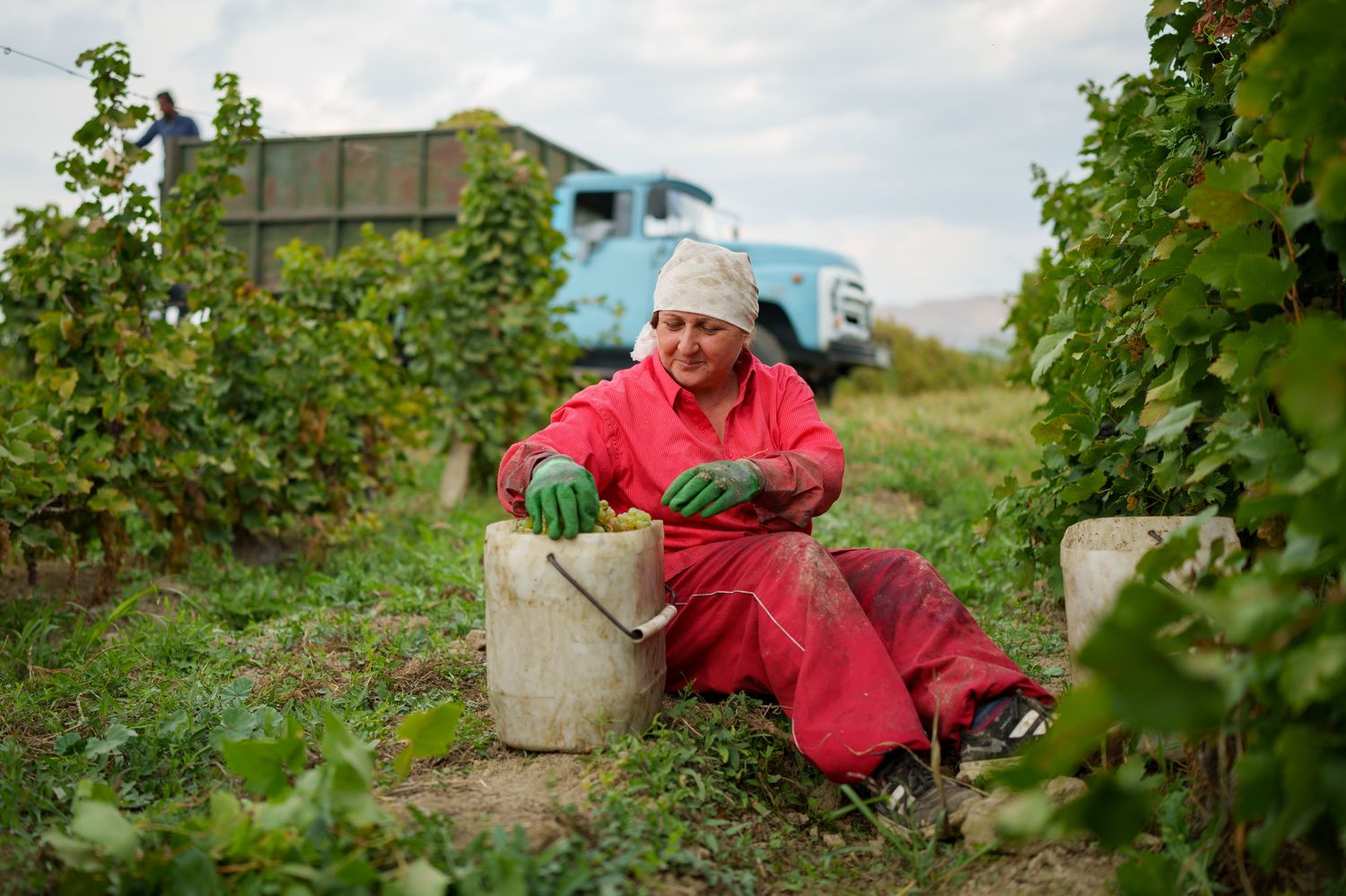 Fruit picker working at a vineyard in Armenia