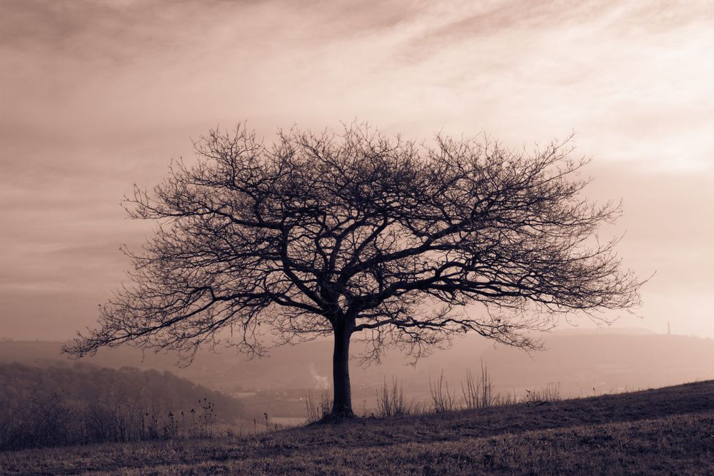 A lone bare tree silhouetted against a moody sunset sky on a hilltop. Gloucestershire.