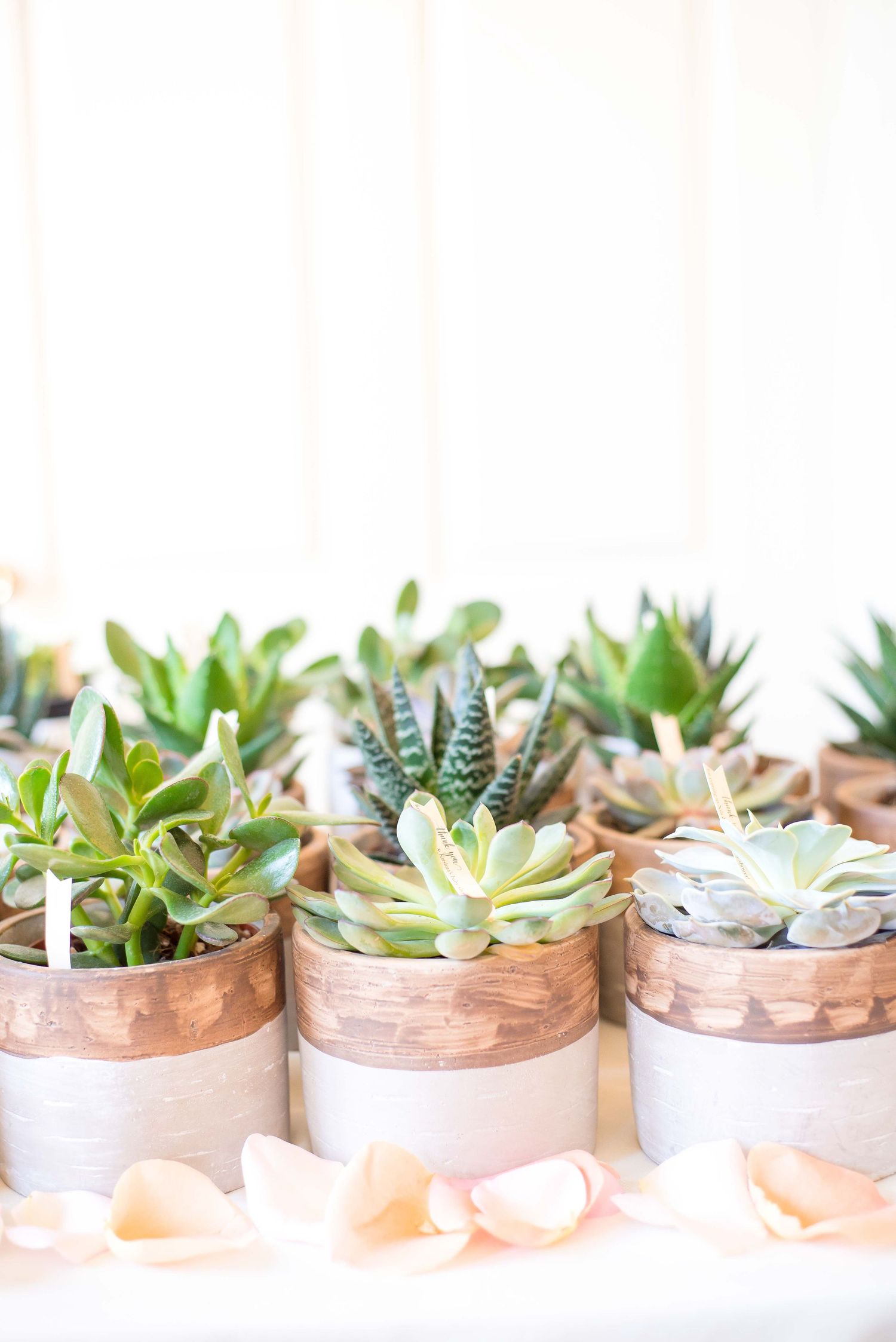 succulent party gifts for a baby shower in houston texas