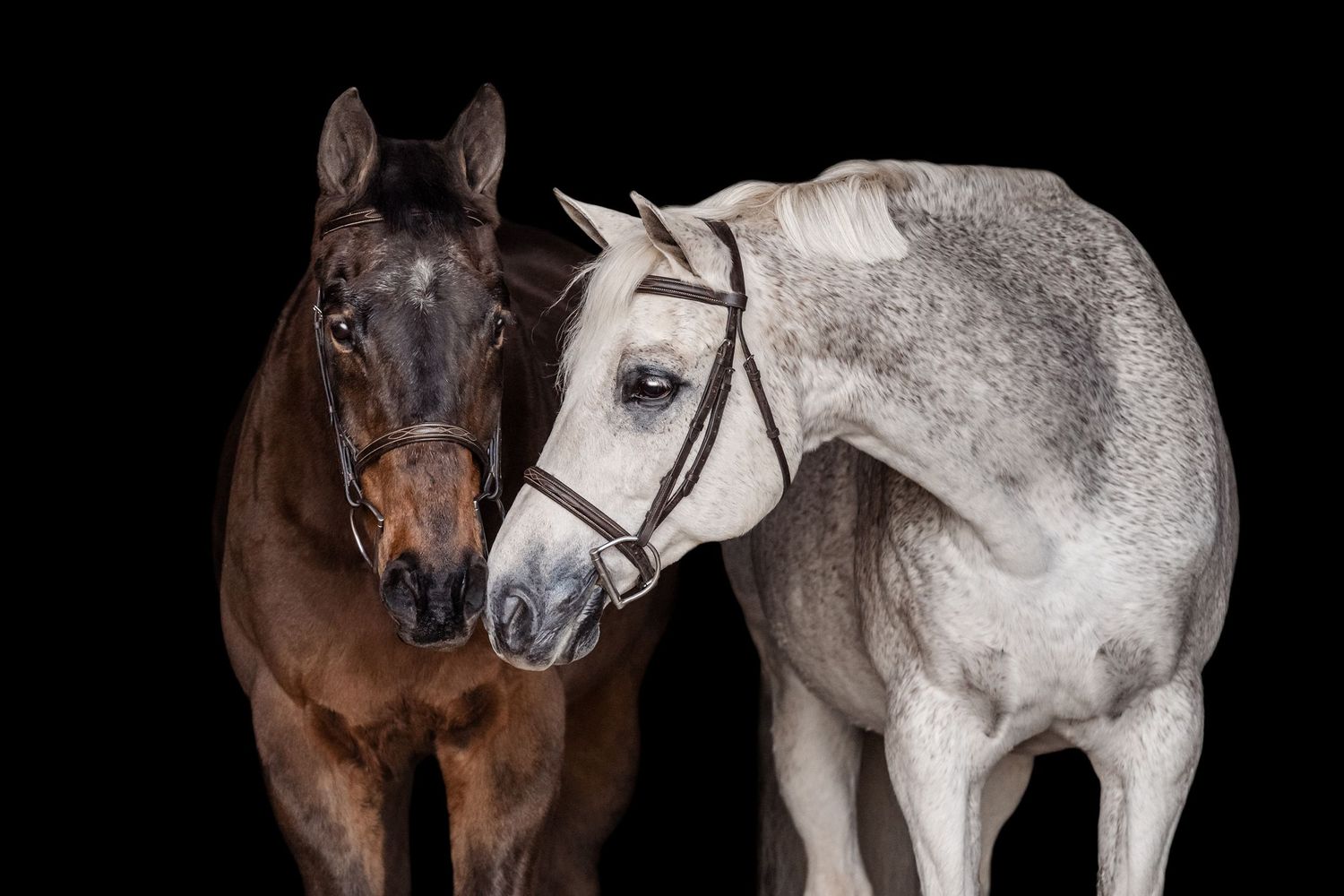 Two senior horses, a bay and a fleabitten gray, touching noses, black background