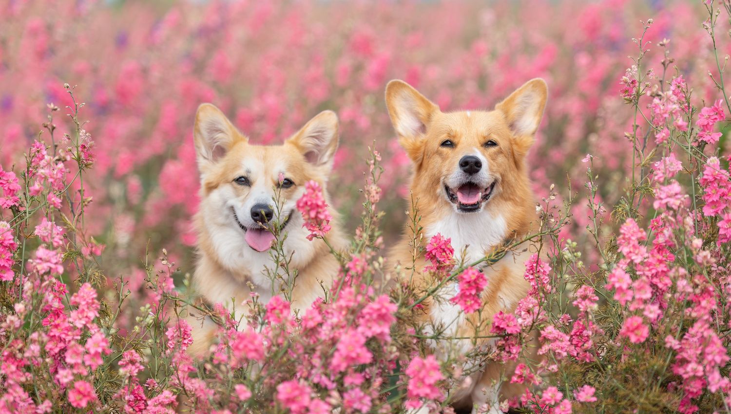 Hannah at My Fair Lady Photography - Equine and Dog Photographer - Two Corgis in pink flowers -Shropshire Petal Fields